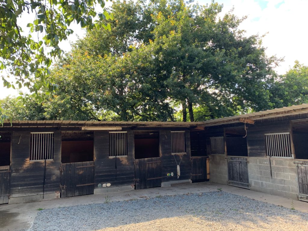 Cheval Détente Poney