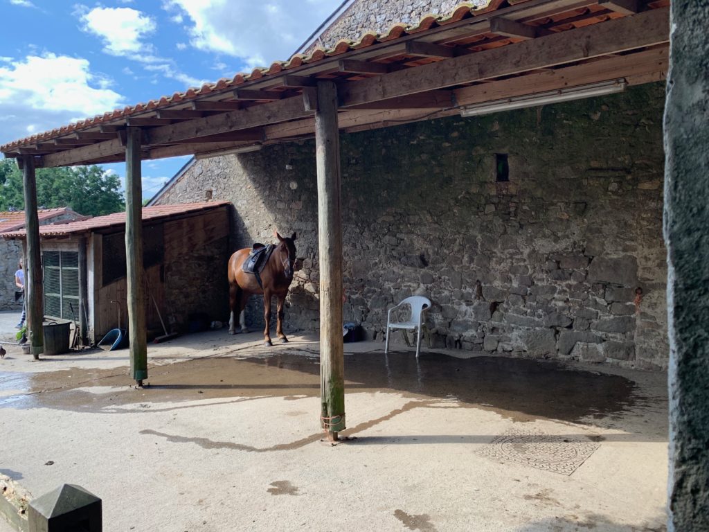 Cheval Détente Poney
