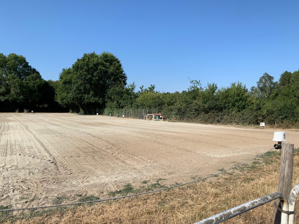 Cheval Détente Poney